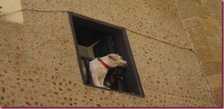 Foto Rodi Cani 1 Foto Rodi Cani 1