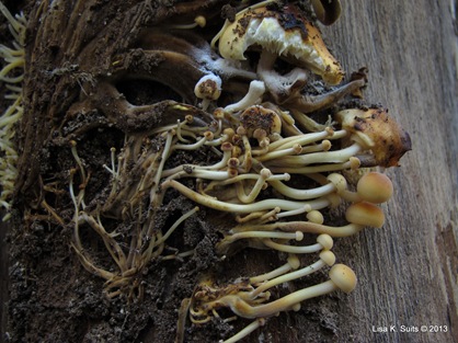 Flammulina close-up immature