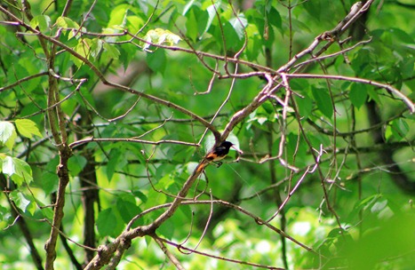 American Redstart