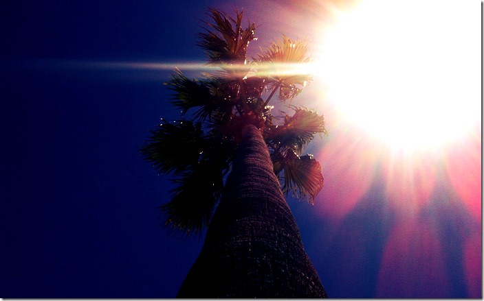 Tropical Obsession 010