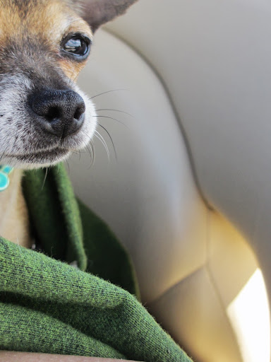 But the specialist part about it is that my mama- Dr. Pia- spent every summer there until she was about 25... that's even older in dog years! But the specialist part about it is that my mama- Dr. Pia- spent every summer there until she was about 25... that's even older in dog years!