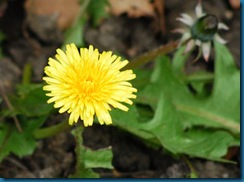 dandylion