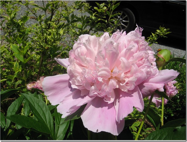 Pink Peony 1