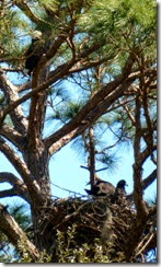 Bald Eagle looking over young ones