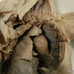 fetal_pig_heart_lungs.JPG