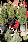 My feeling is that this size tree is just too small, and besides, it doesn't smell.