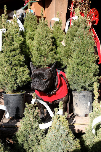 My feeling is that this size tree is just too small, and besides, it doesn't smell.
