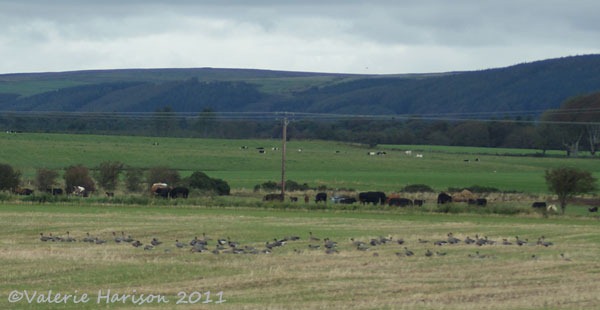 [29%2520geese-west-freugh%255B2%255D.jpg]