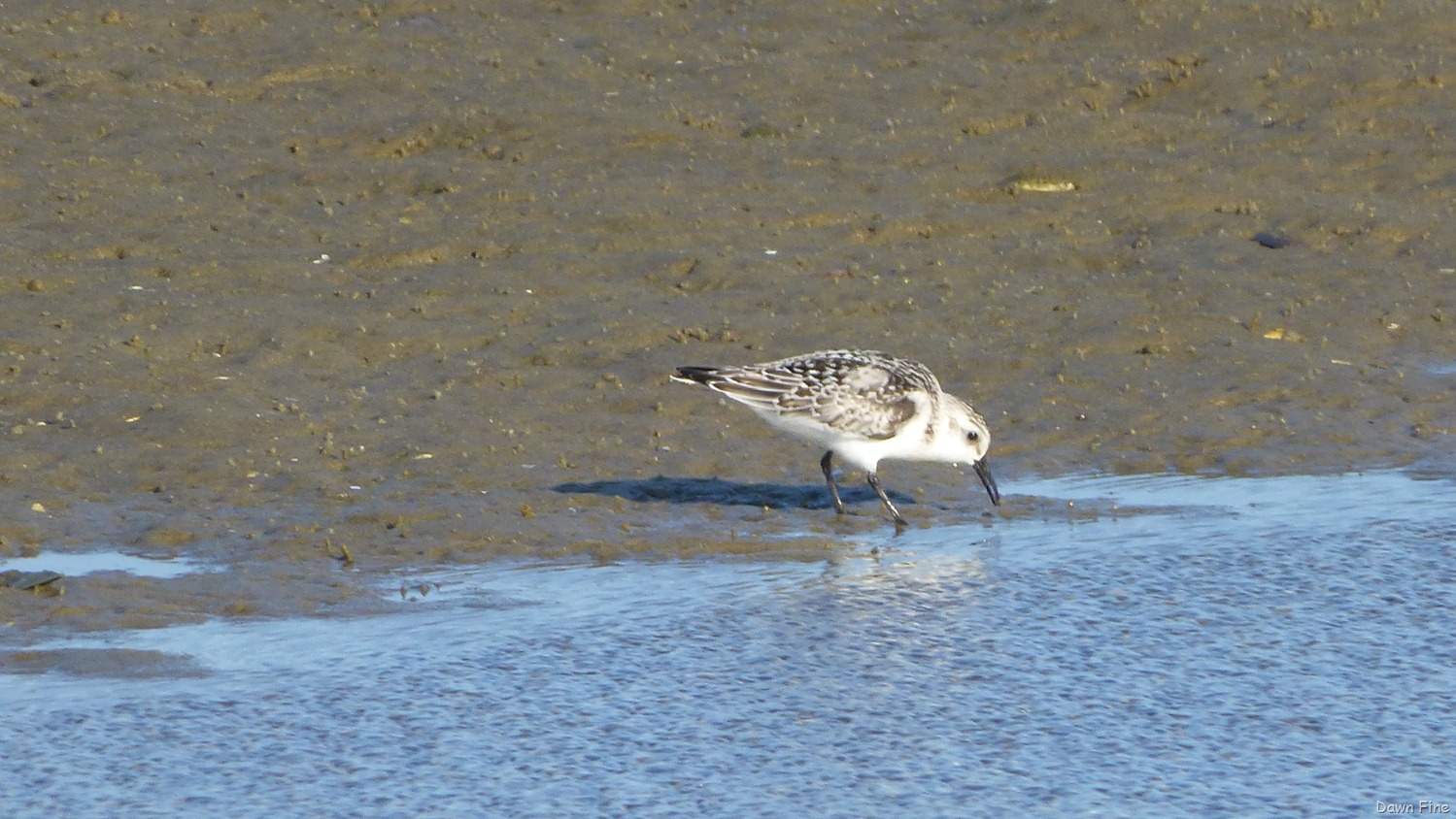 [tern%2520island%2520birding_023.jpg]