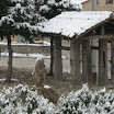 2013-sotosalbos-nieve09.jpg