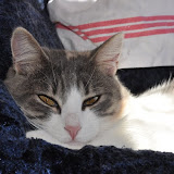 2012-7 gatti