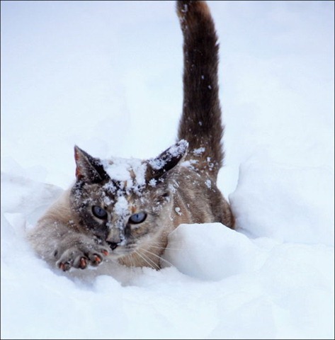 [cats-play-snow-21%255B2%255D.jpg]
