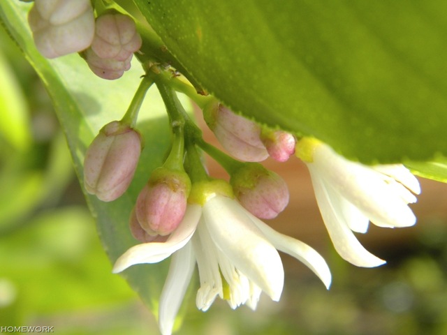 [Lemon%25202%255B1%255D.jpg]