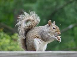 [Amazing%2520Animals%2520Pictures%2520Squirell%2520%25287%2529%255B3%255D.jpg]