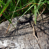 DSC_5734.JPG