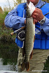 Closer view of the pike.