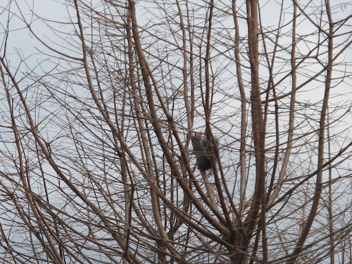 Chat...chat...chat!  Those Frenchies have chased me up this tree!  I'd better stay up here nice and high and out of reach! Chat...chat...chat!