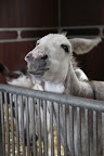 We, donks, are not work animals on the farm.  Donkeys are often used for many tasks that require physical labor, like pulling carts or wagons.
