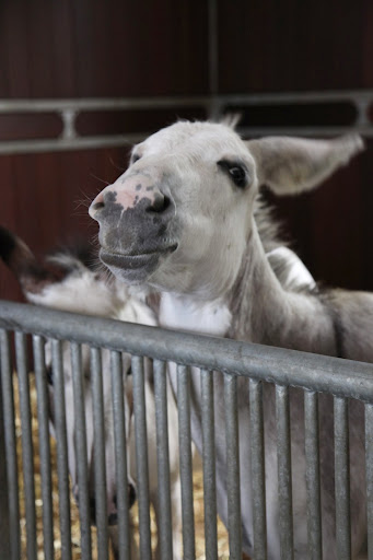 We, donks, are not work animals on the farm.  Donkeys are often used for many tasks that require physical labor, like pulling carts or wagons.