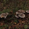 dsc05215.jpg