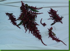 amaranth drying