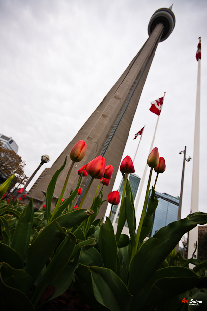 Toronto-Streets-3.jpg