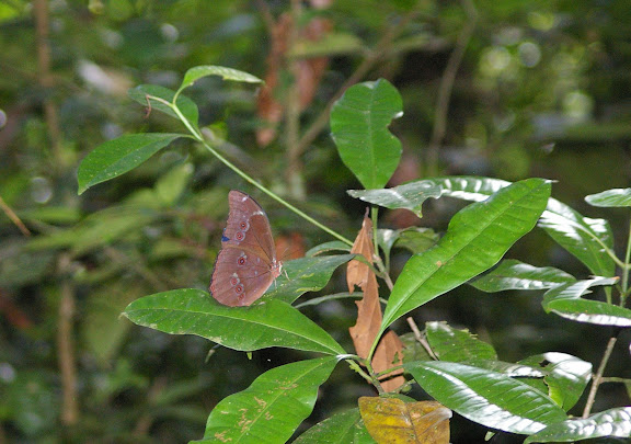 Morpho menelaus LINNAEUS, 1758. Crique Tortue, près de Saut Athanase (Guyane). 22 novembre 2011. Photo : J.-M. Gayman