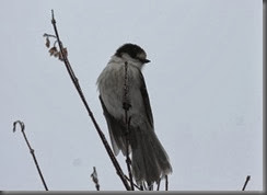 IMG_1948 IMG_1948