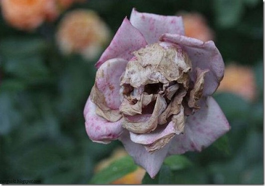 rose Skeleton