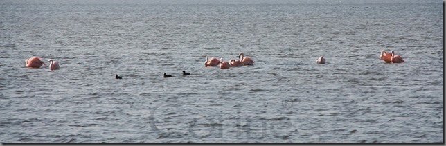 flamingo's flamingo's