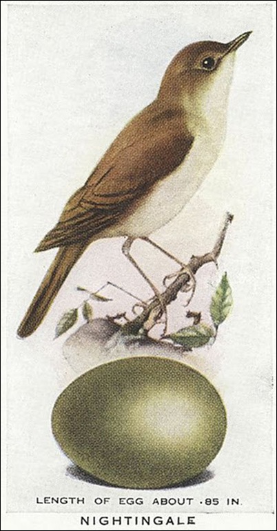 birdegg birdegg