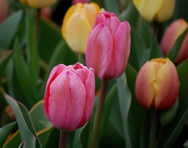 [tulips82.jpg]