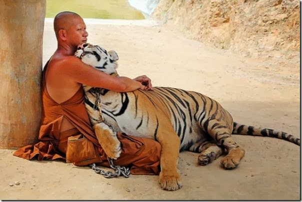 tigre tigre