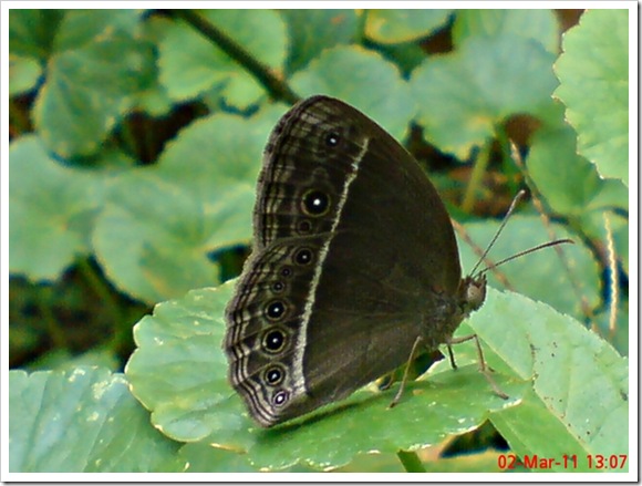 foto kupu-kupu Bushbrown butterfly_Mycalesis horsfieldi 3