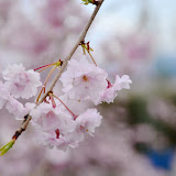 飯田市かざこし子どもの森公園の桜