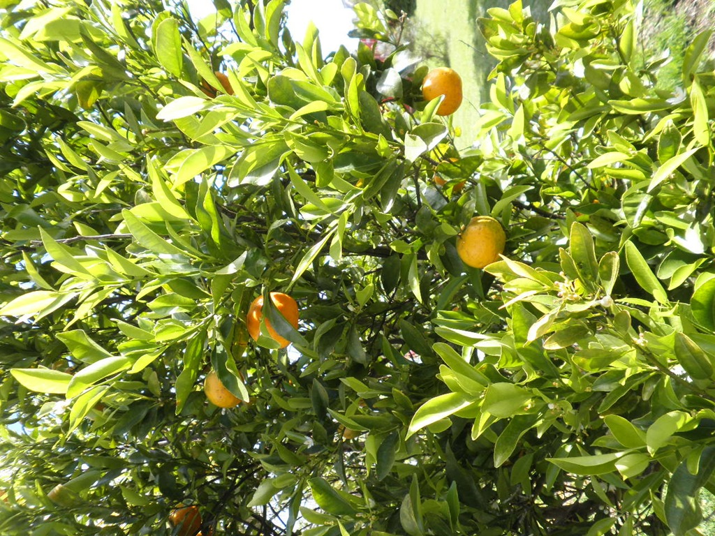 [Mandarine%255B3%255D.jpg]