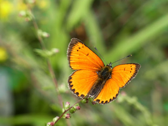 Lycaena (Heodes) virgaureae (L., 1758), mâle. Pentes au NE de Cheget (Terskol), 2000 m (Kabardino-Balkarie), 11 août 2014. Photo : J. Michel