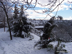 pinos_nevados.jpg