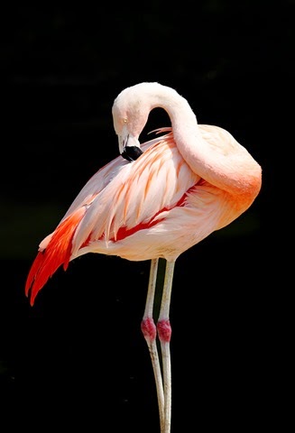 [Chilean_Flamingo_2128%255B2%255D.jpg]