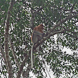 Proboscis monkey Kinabatangan river