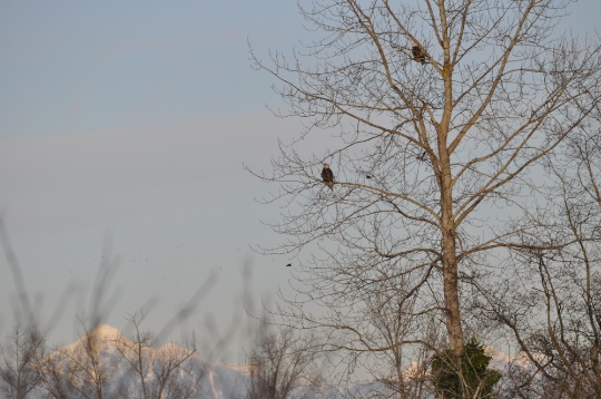 DSC_0158.jpg DSC 0158