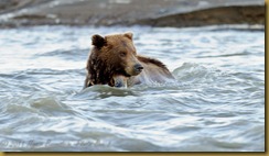 Brown Bear Swimming_ROT0605  NIKON D3S August 31, 2011