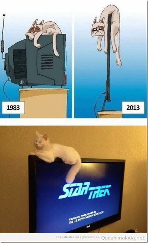 imagenes divertidas de gatos, tele plana imagenes divertidas de gatos