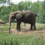 Elephants at the Nashville Zoo 09032011c