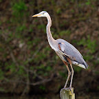 Great Blue Heron