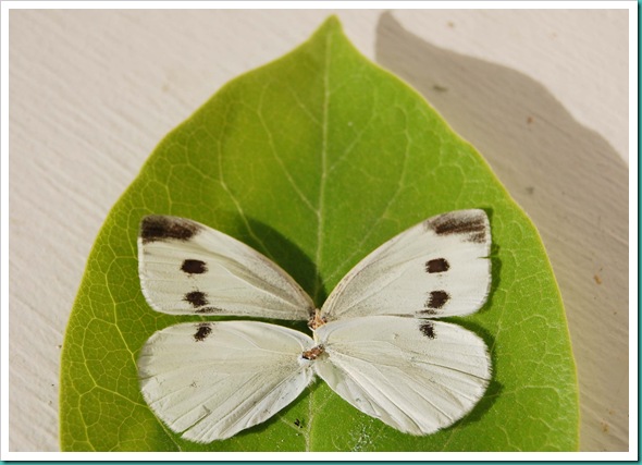 White Butterfly