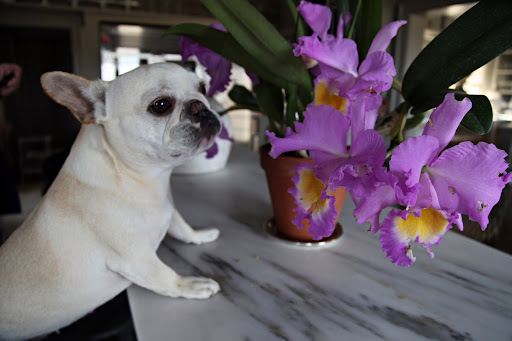 Here it is!  Wow, look how large the flowers are!  I don't think any of Martha's other orchids blossom this big!