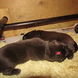 IMG_1184.JPG