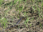 We found one! Luckily it was out the mud and water, sunning itself in some reeds.