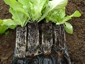Rapid Rootrainers - open to reveal root system